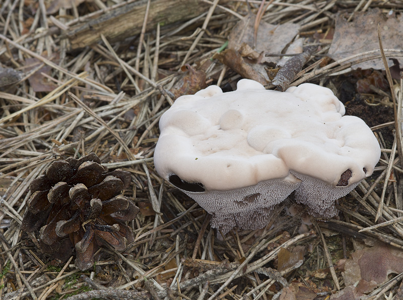 Hydnellum ferrugineum